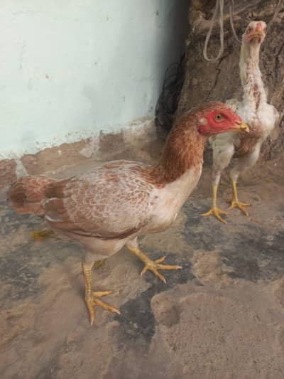 2 Females Aseel