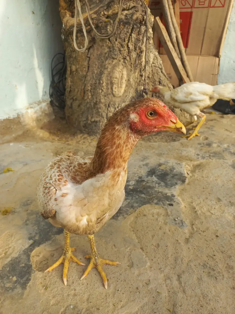 2 Females Aseel — photo 2