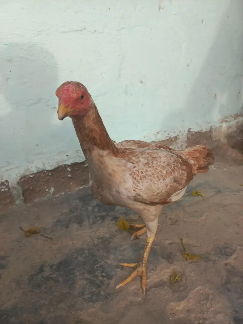 2 Females Aseel — photo 3