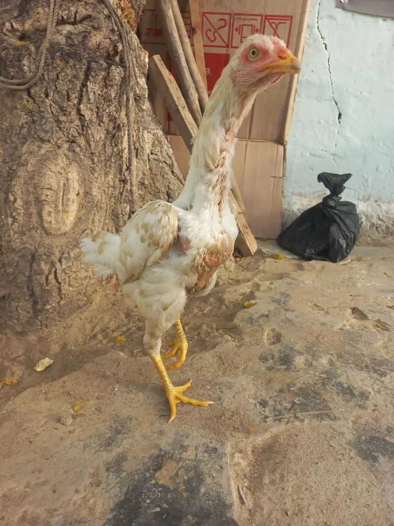 2 Females Aseel — photo 4