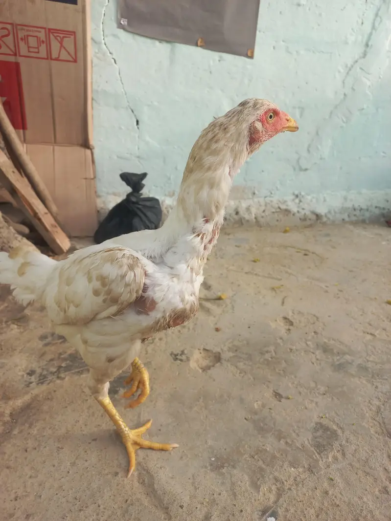 2 Females Aseel — photo 5