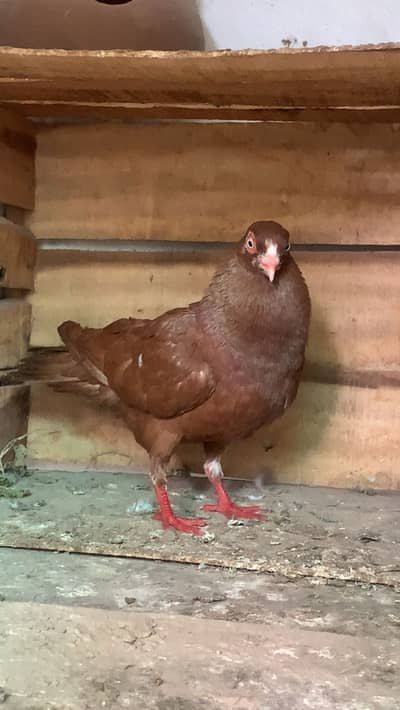Doorbin male