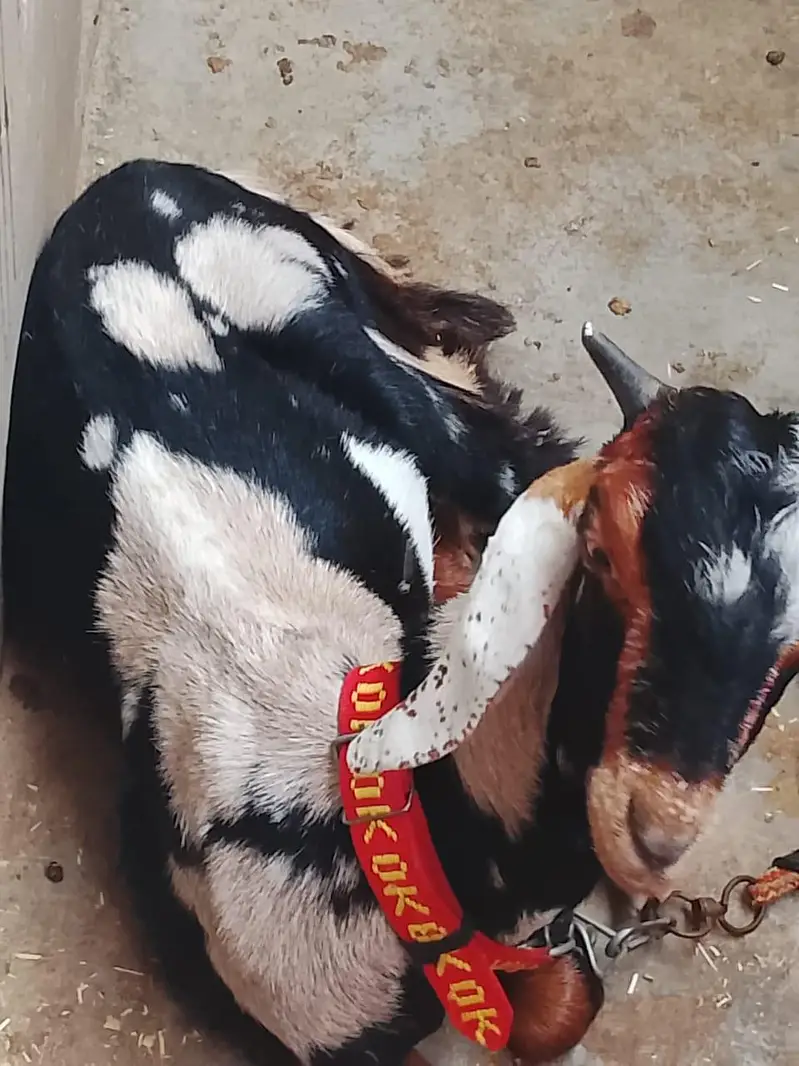 urgent sale goat in cheap price — photo 9