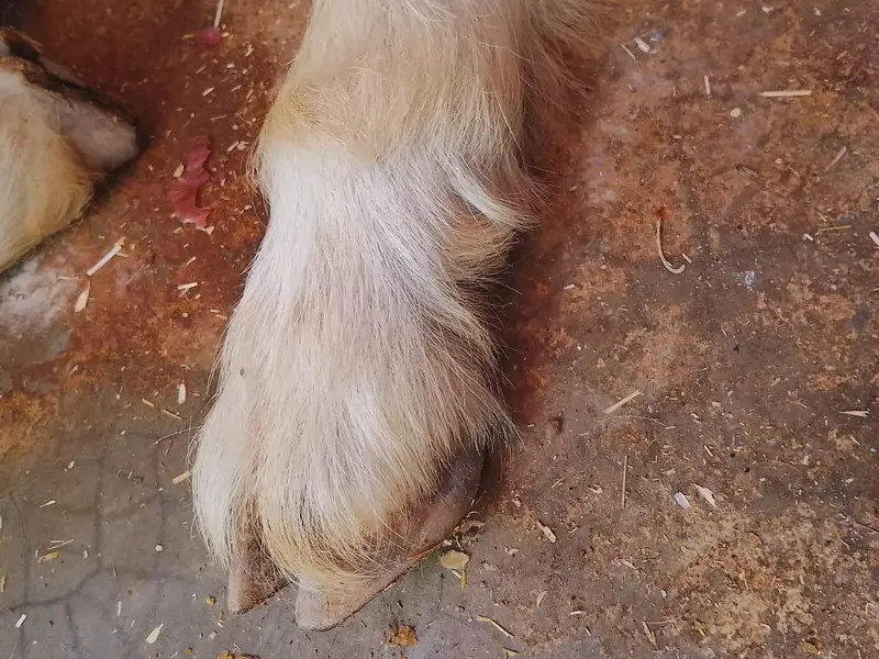 urgent sale goat in cheap price — photo 10
