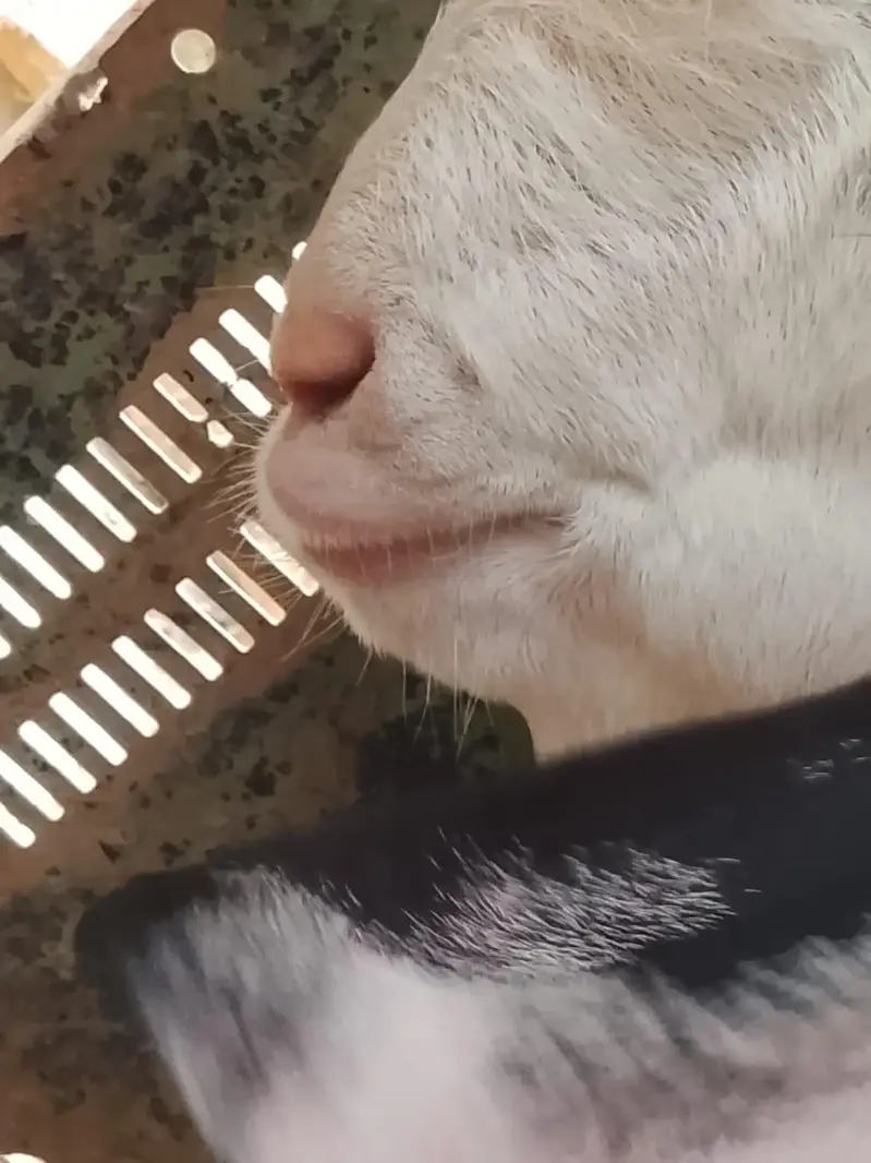 urgent sale goat in cheap price — photo 11