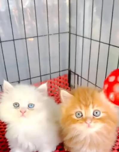 Persian female kitten for sale 03429704//074