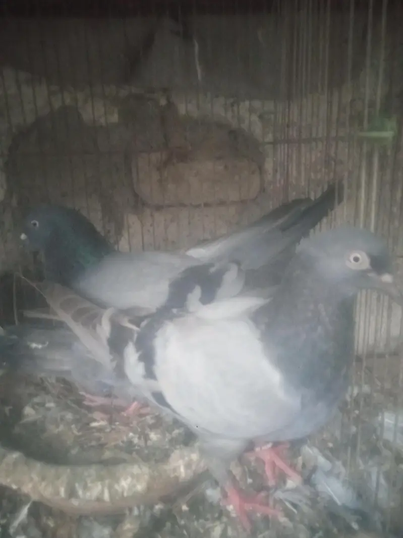 kabootar sale — photo 2