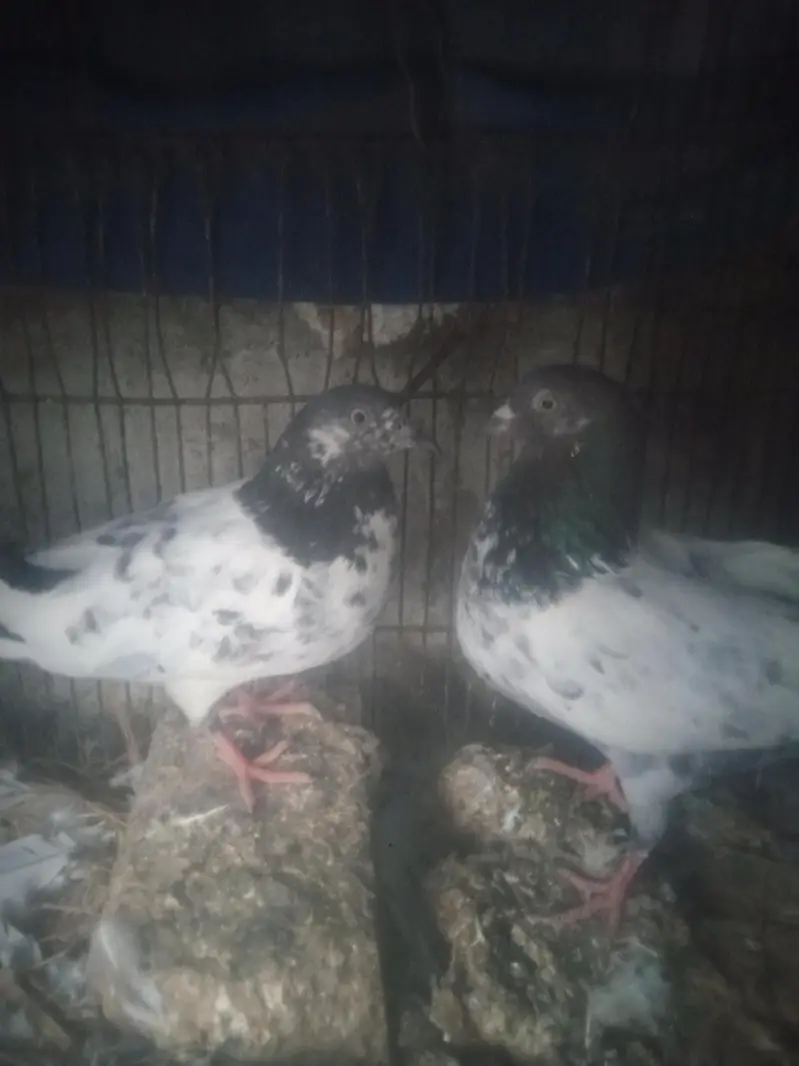 kabootar sale — photo 3
