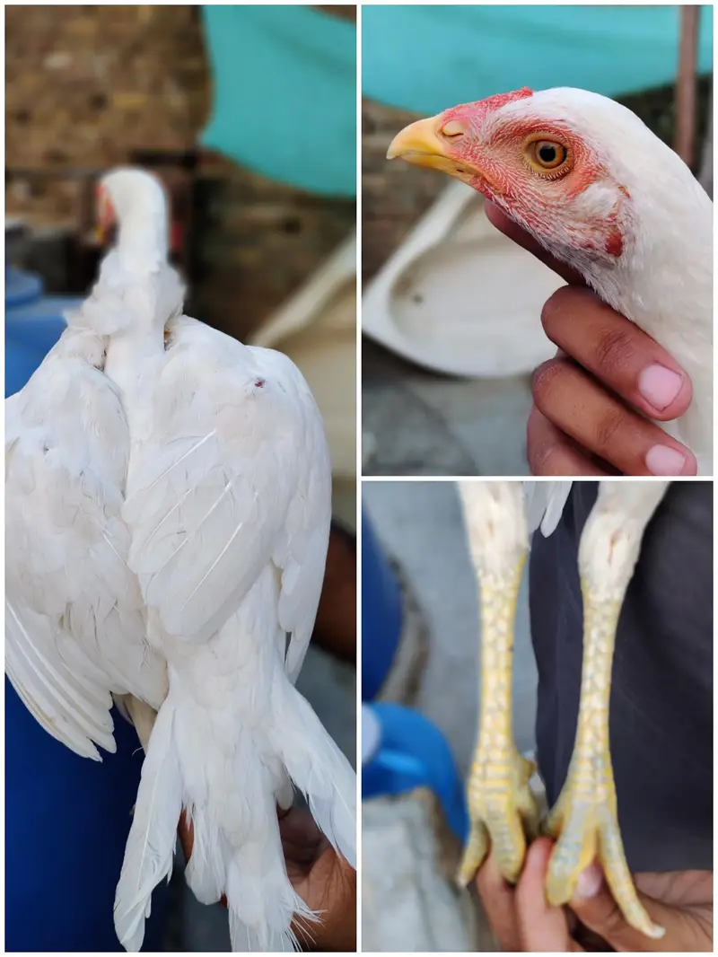aseel hera for sale — photo 2