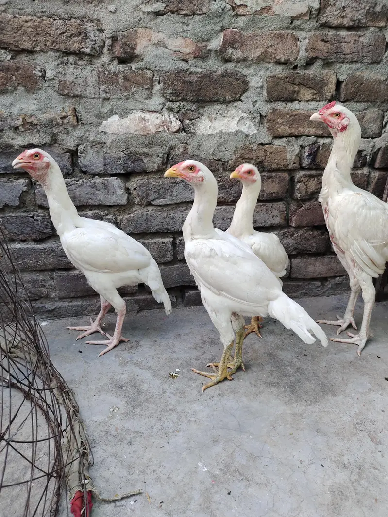 aseel hera for sale — photo 4