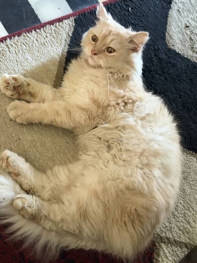 Cream Coloured Persian Cat with rare and fluffy coat