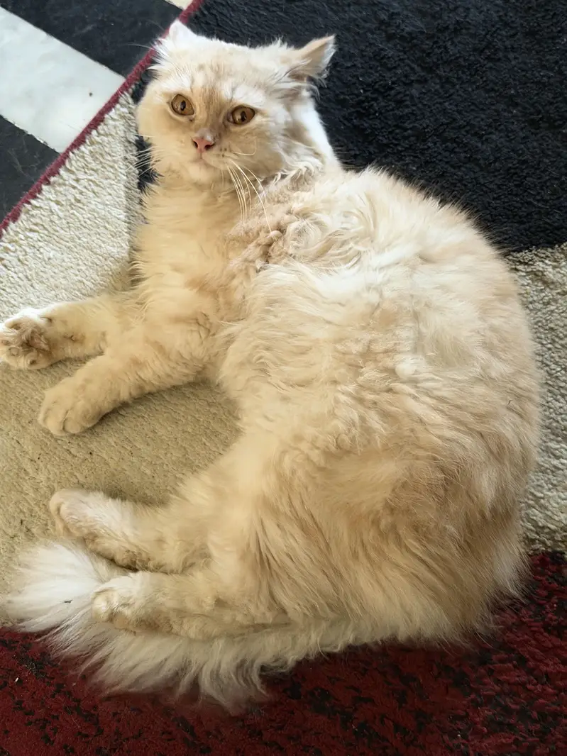 Cream Coloured Persian Cat with rare and fluffy coat — photo 2