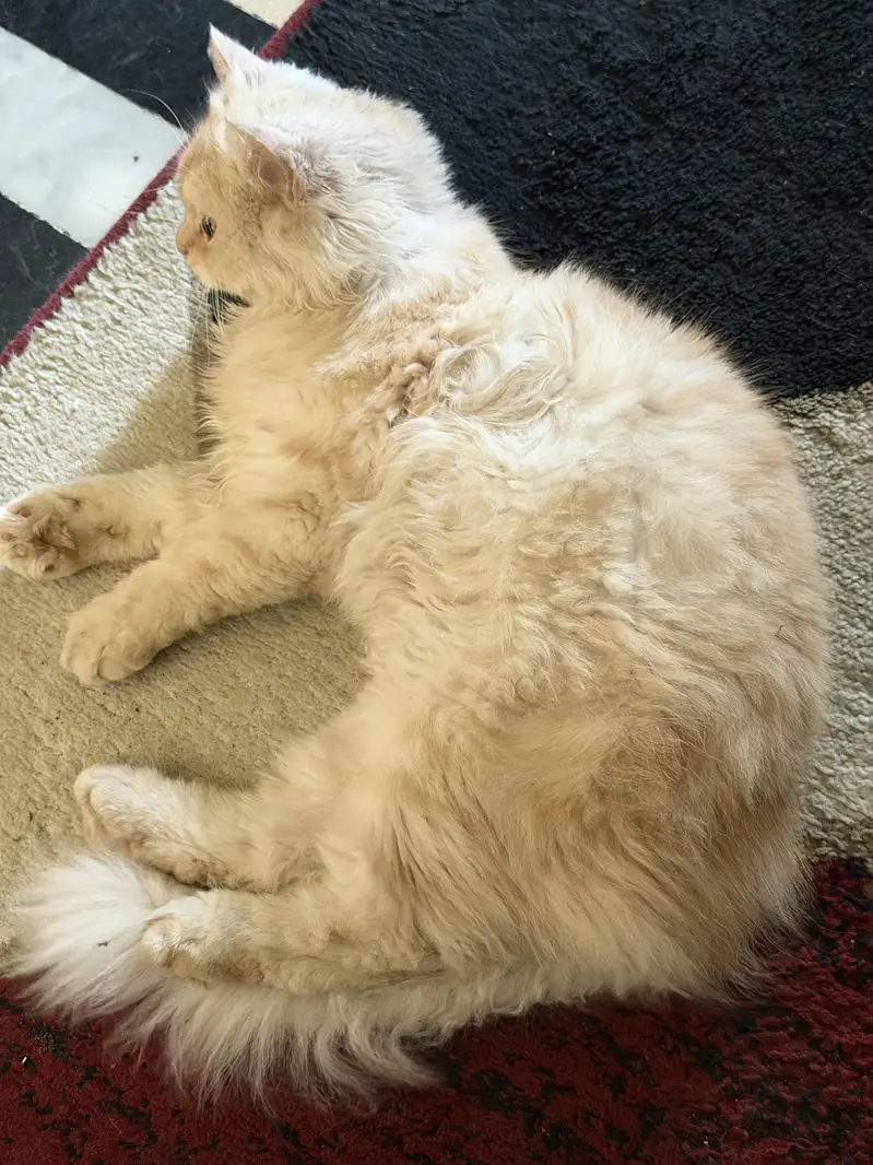 Cream Coloured Persian Cat with rare and fluffy coat — photo 3