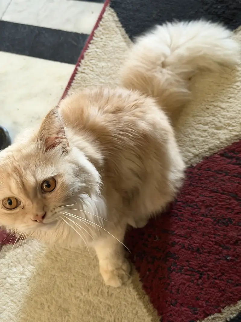 Cream Coloured Persian Cat with rare and fluffy coat — photo 4