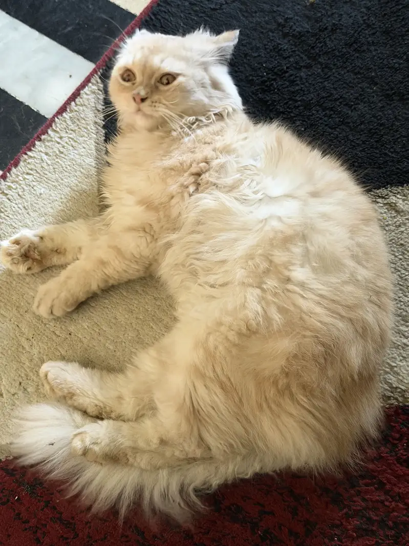 Cream Coloured Persian Cat with rare and fluffy coat — photo 5