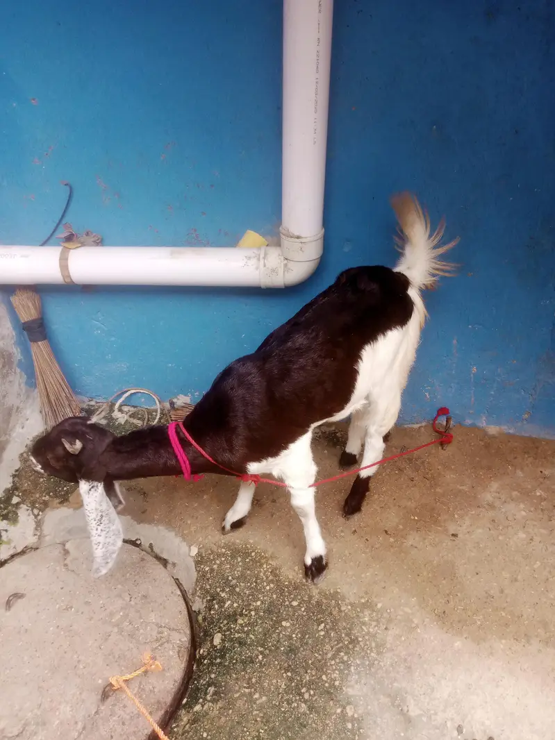 for sale contact number 031 559 11647 — photo 3