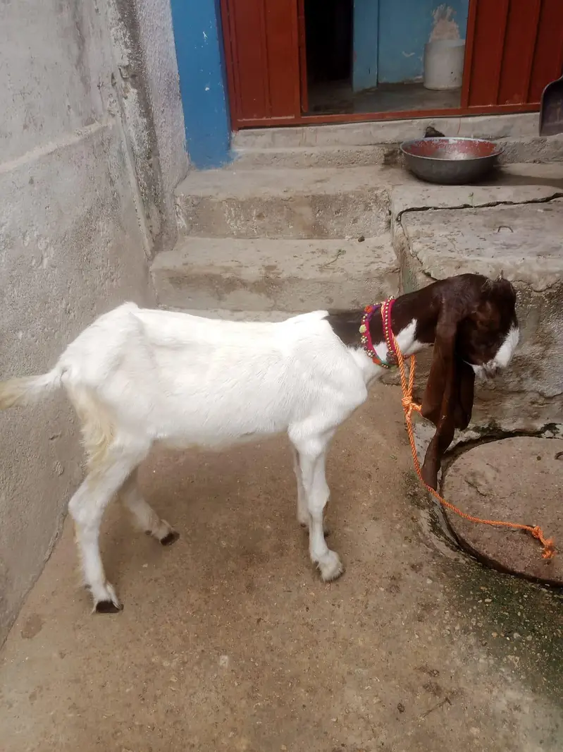 for sale contact number 031 559 11647 — photo 6