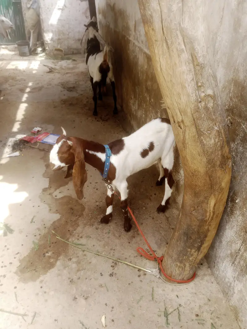 for sale contact number 031 559 11647 — photo 7