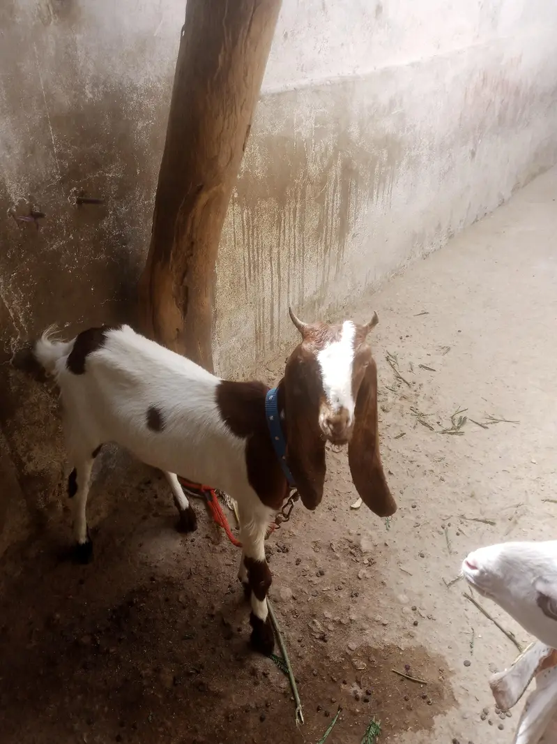 for sale contact number 031 559 11647 — photo 8