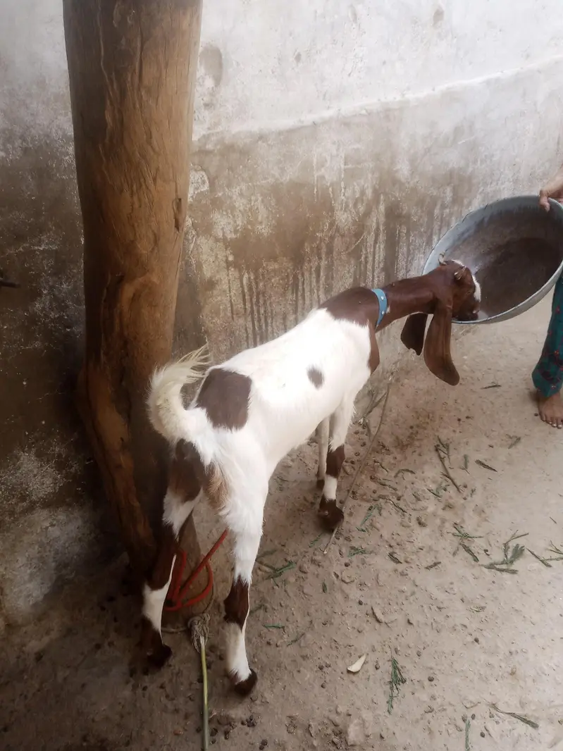 for sale contact number 031 559 11647 — photo 9