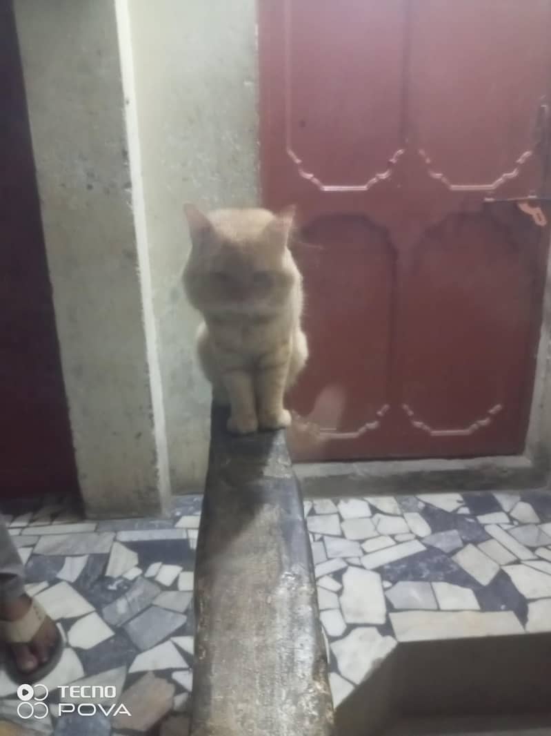 Russian cat double cot 0