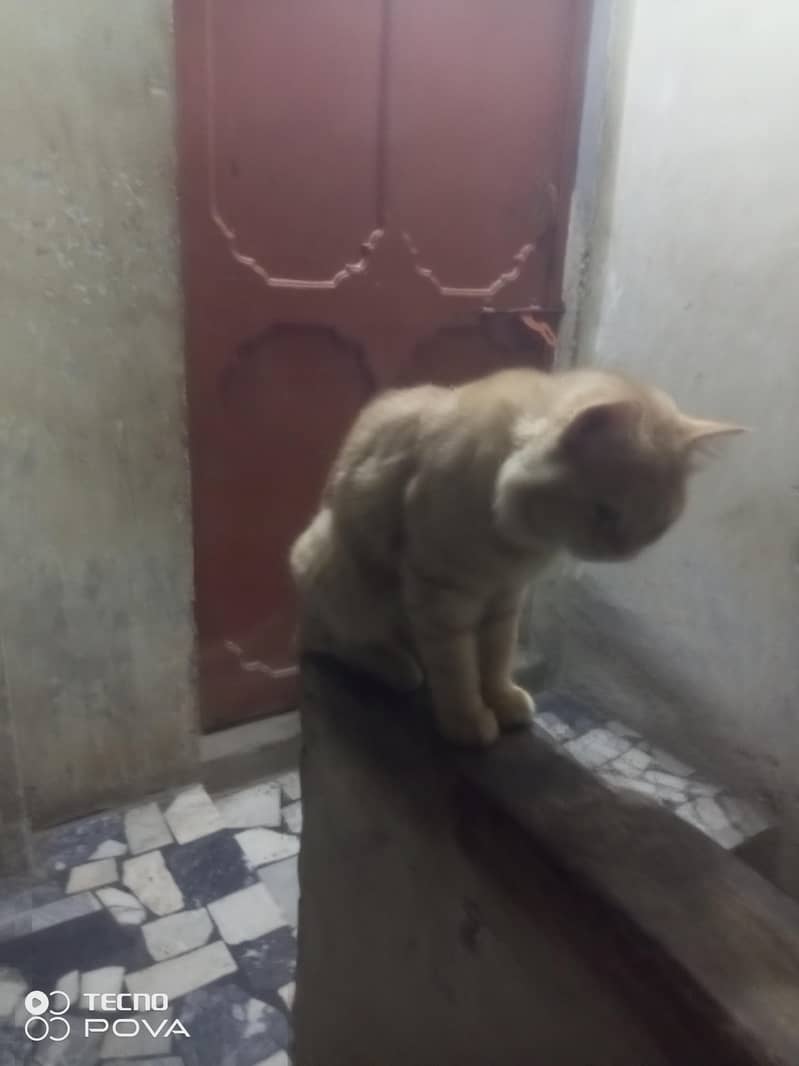 Russian cat double cot 1