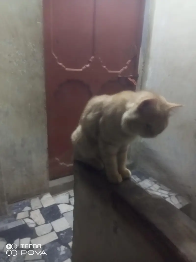 Russian cat double cot — photo 2