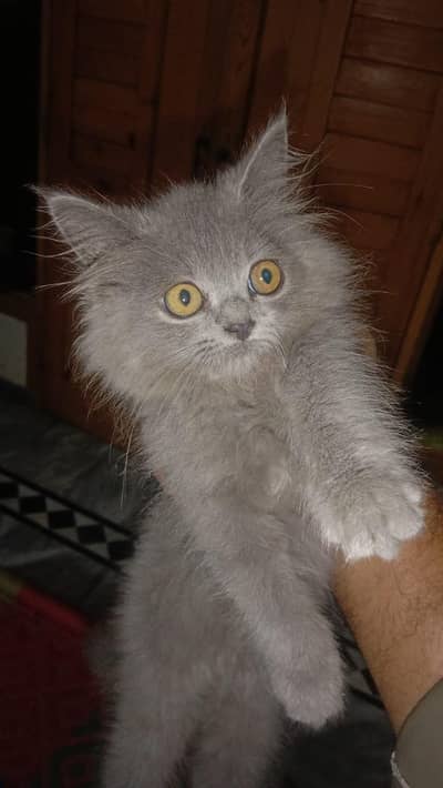 pet for sale