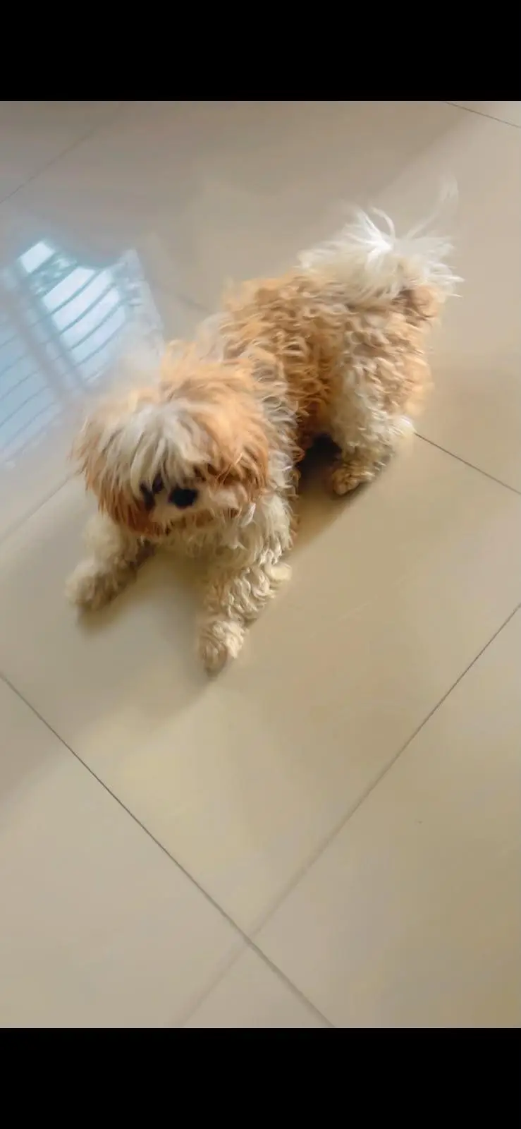 shitzo dog for sale — photo 2