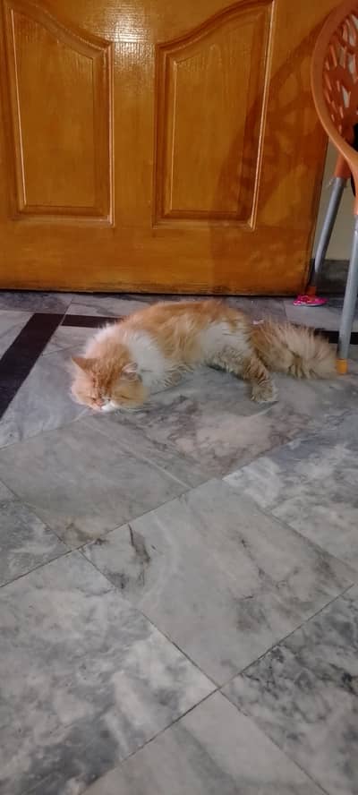 urgent for sale