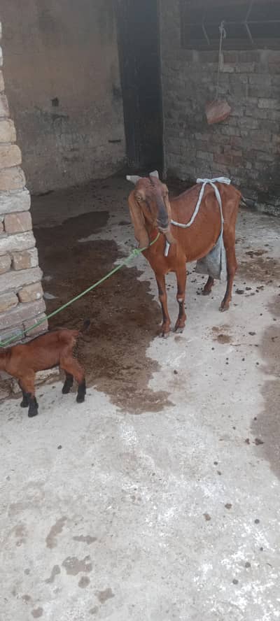 Nagri bakri + Male babi
