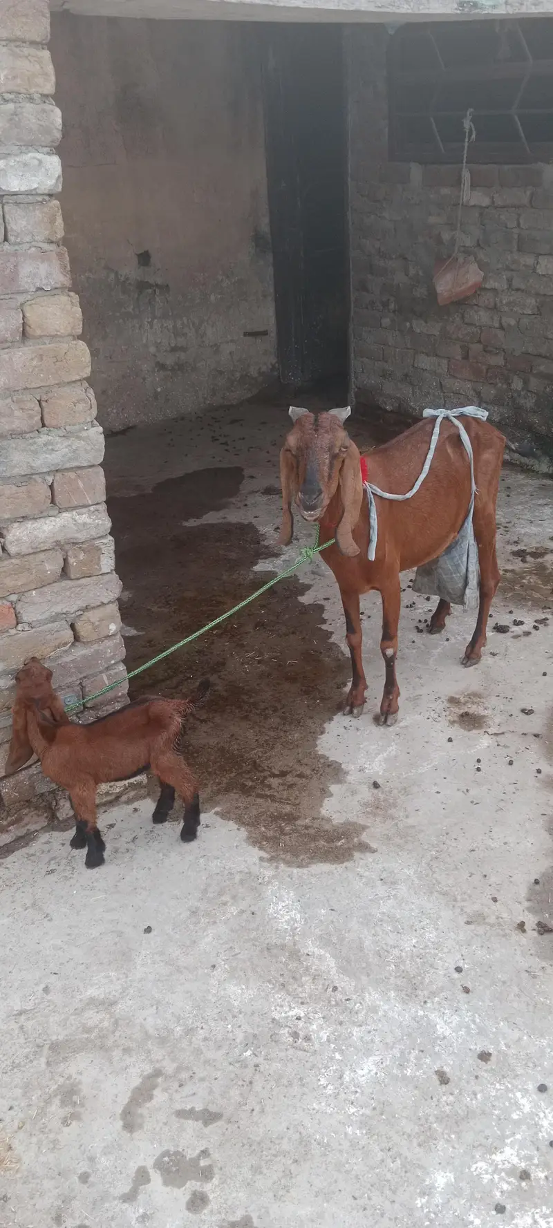 Nagri bakri + Male babi — photo 2