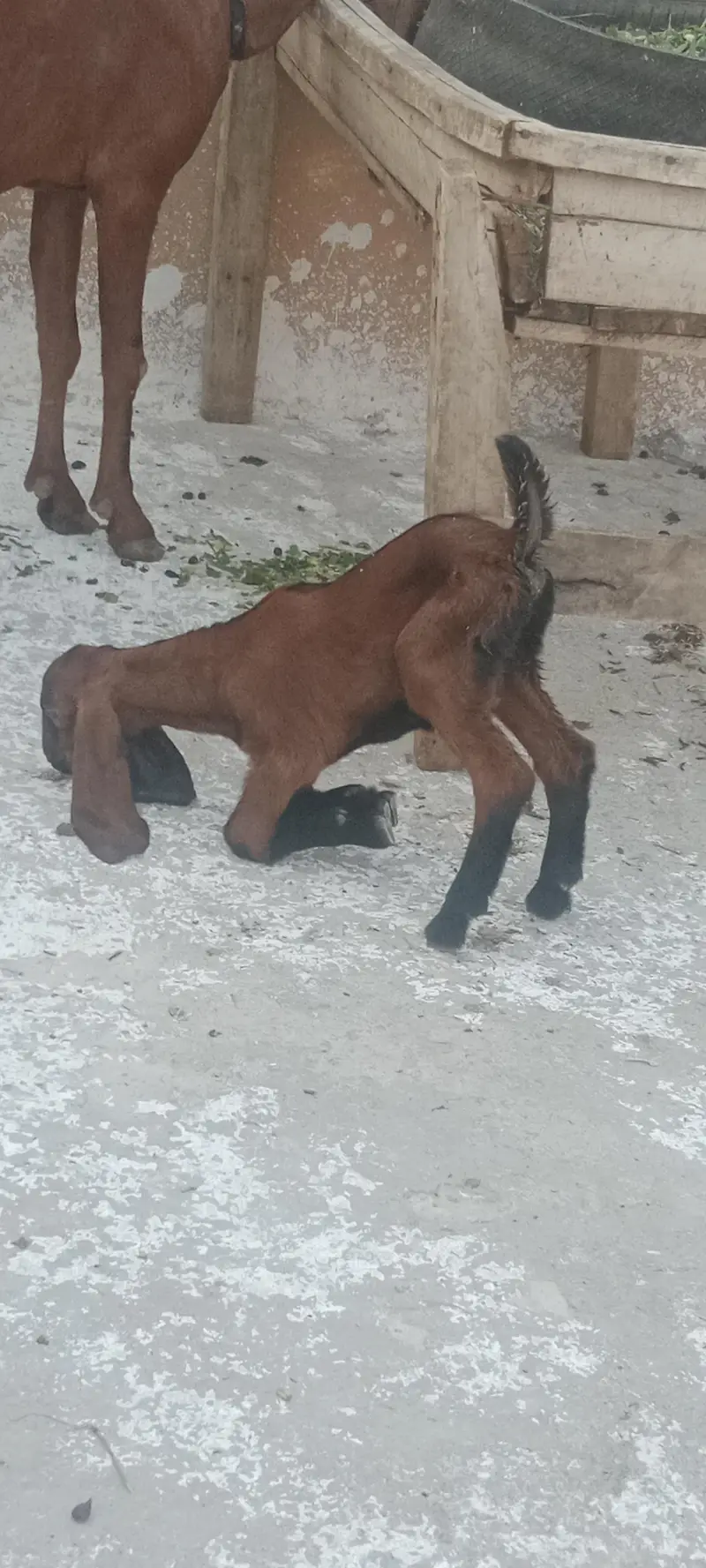 Nagri bakri + Male babi — photo 3