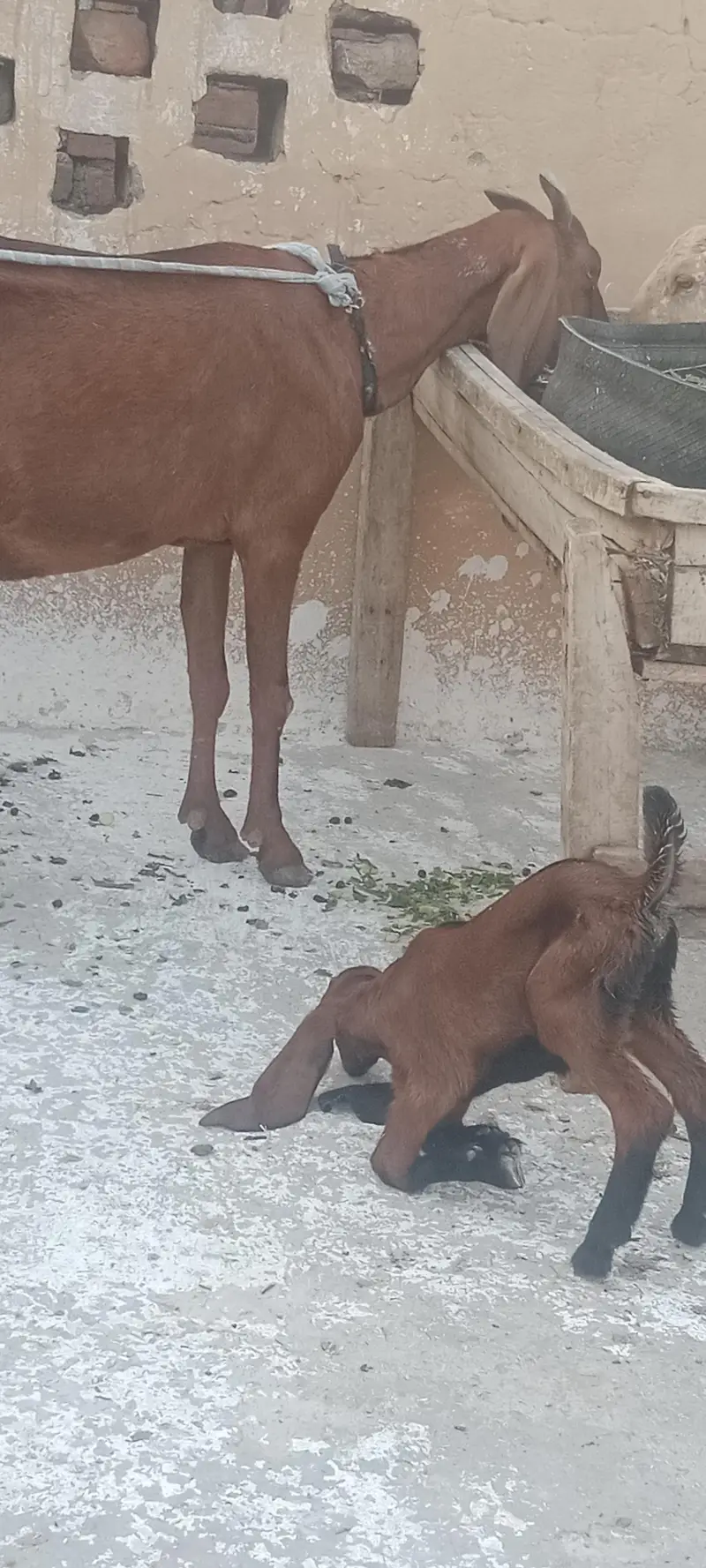 Nagri bakri + Male babi — photo 4