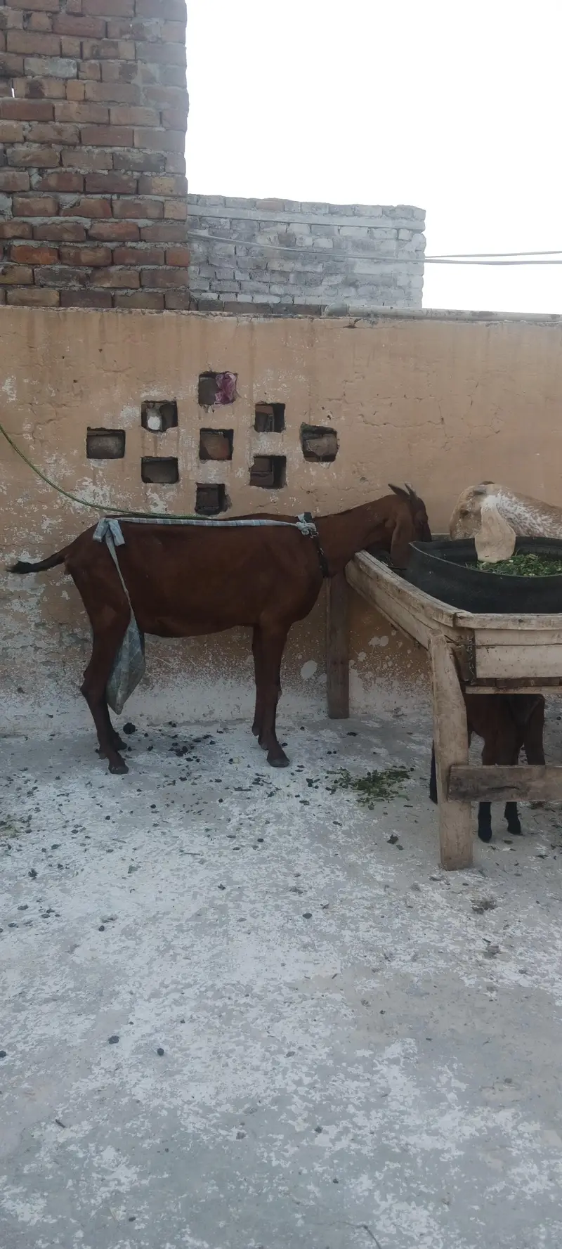 Nagri bakri + Male babi — photo 5