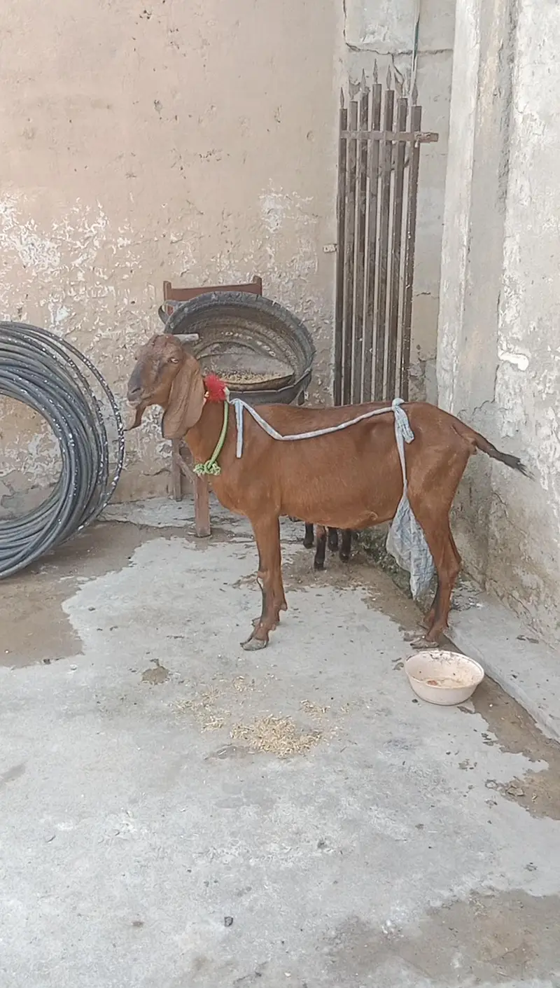 Nagri bakri + Male babi — photo 6