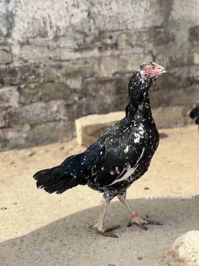aseel active hen