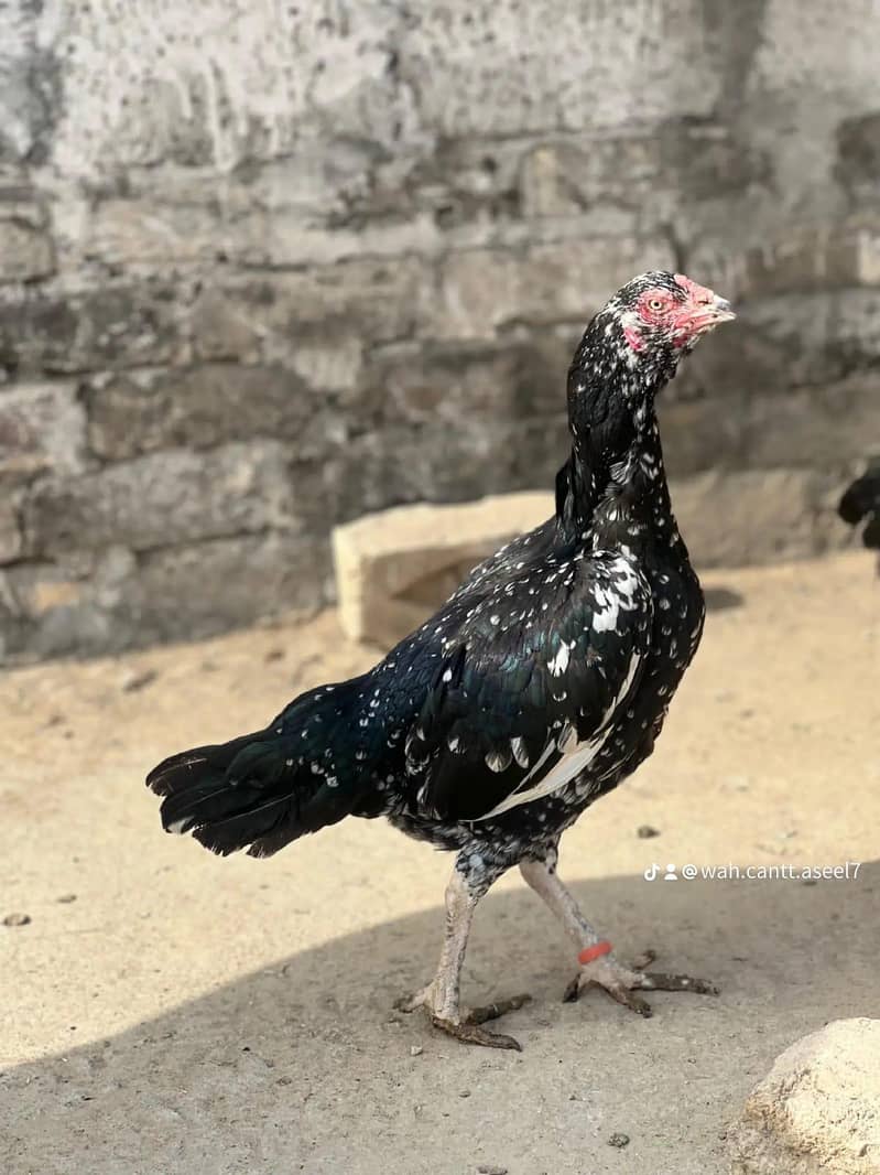 aseel active hen 0