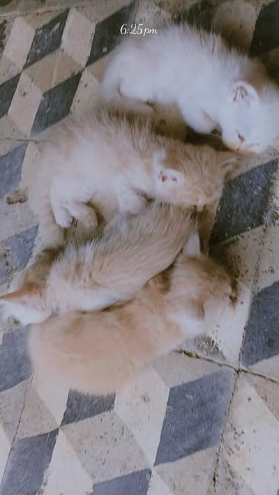Persian kittens