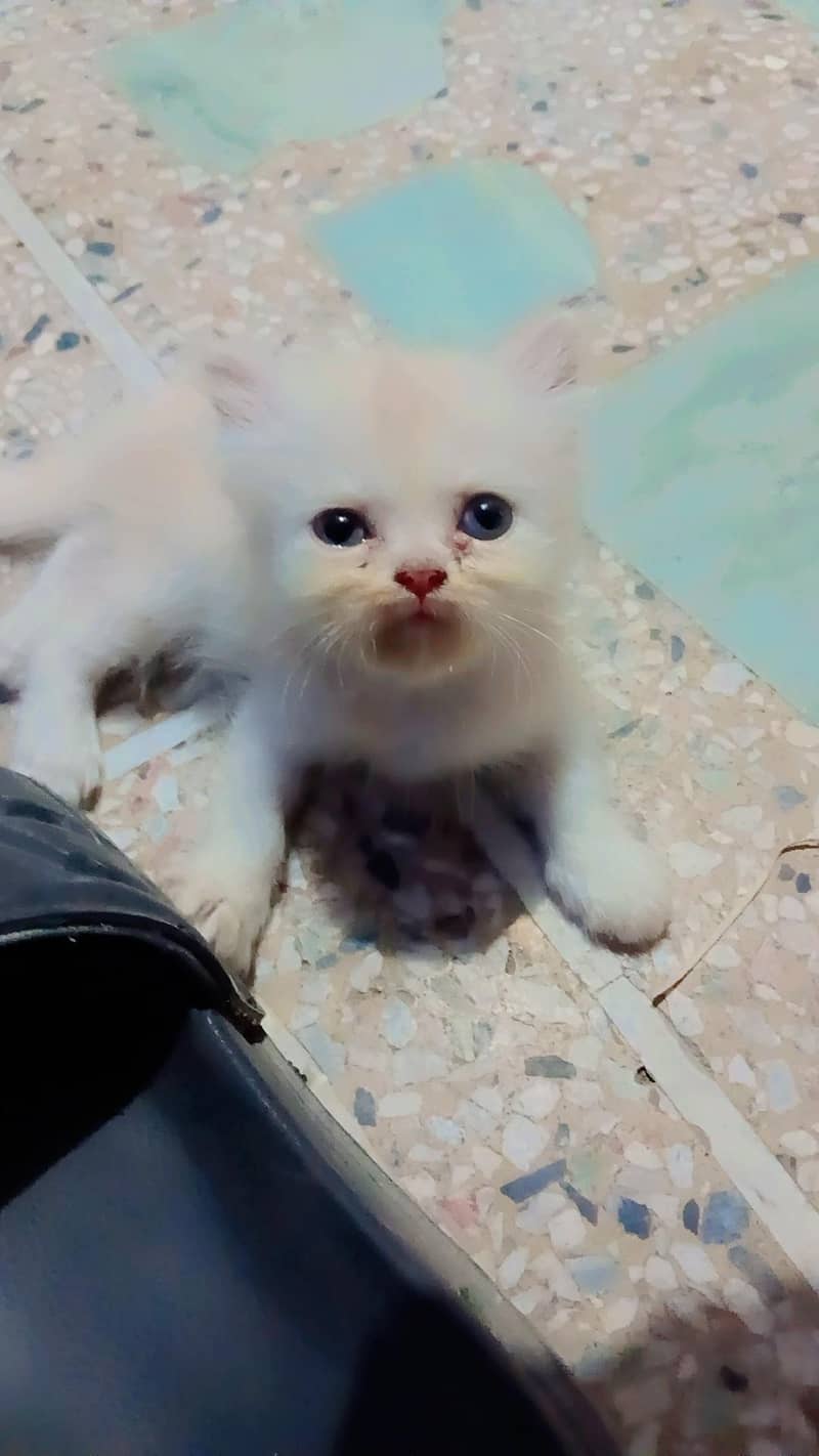 Persian kittens 1