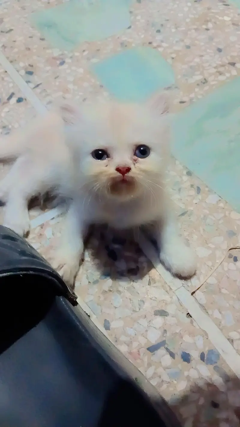 Persian kittens — photo 2