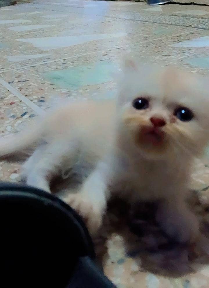 Persian kittens 2