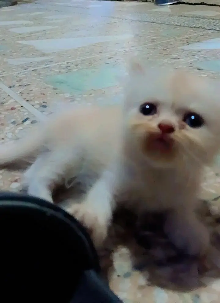 Persian kittens — photo 3