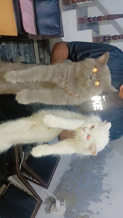 Persian breed adult pair