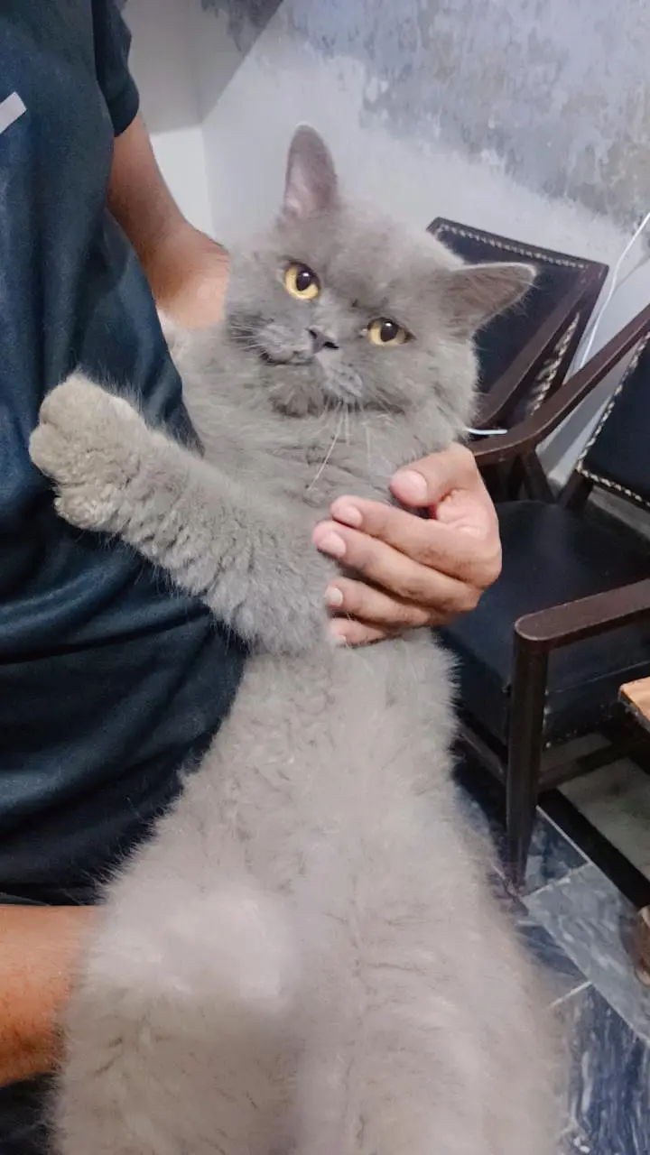 Persian breed adult pair — photo 2