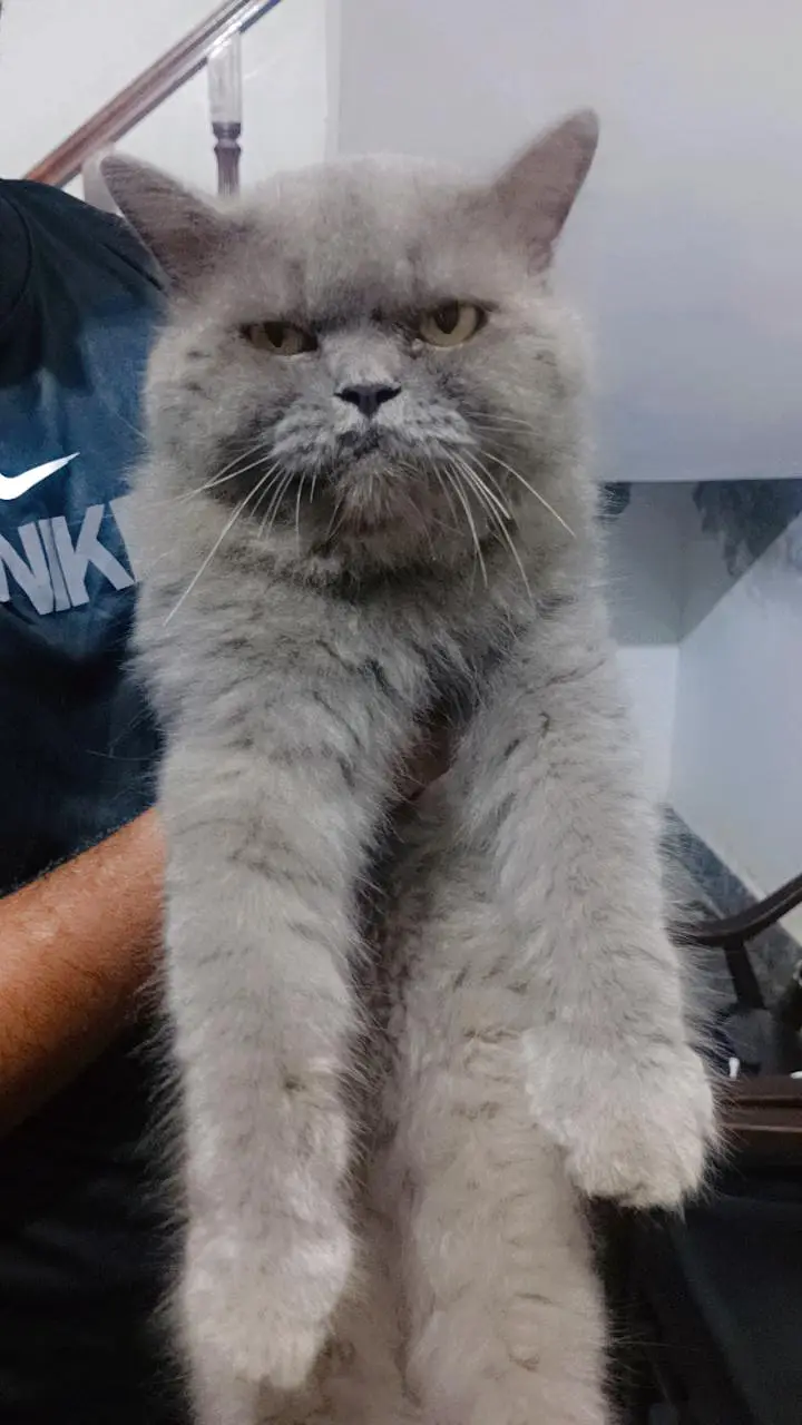 Persian breed adult pair — photo 3