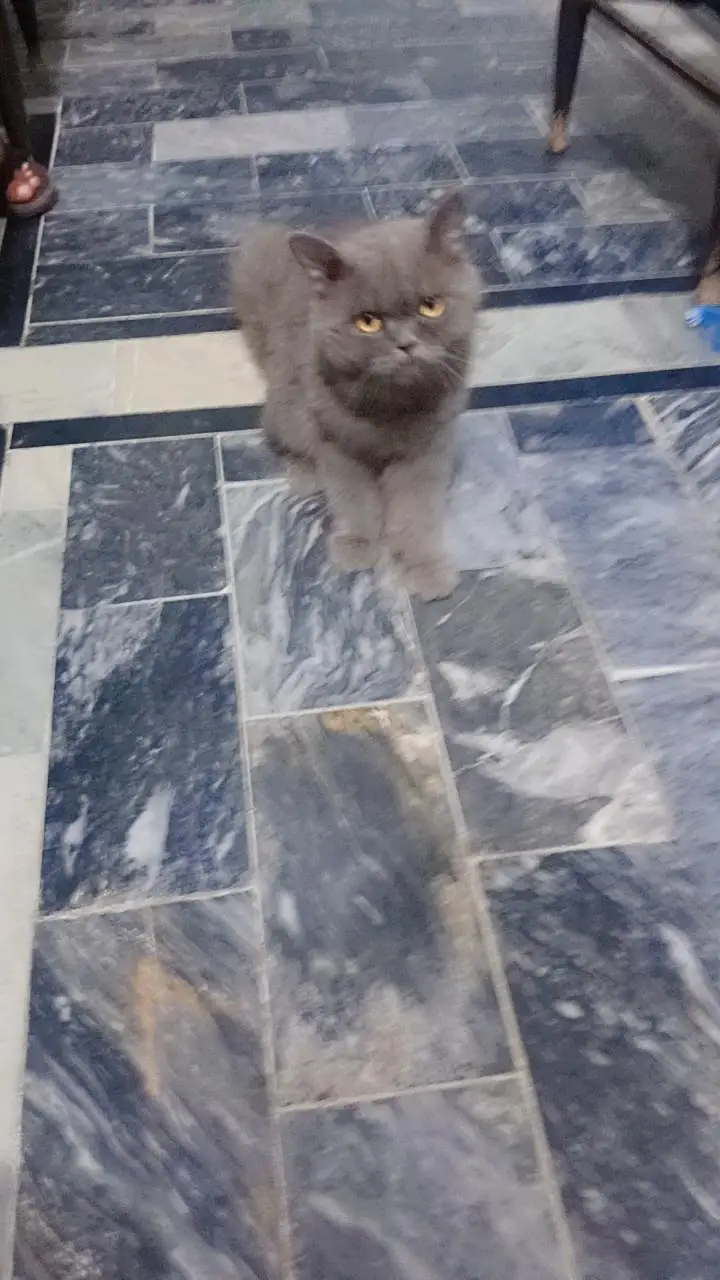 Persian breed adult pair — photo 4