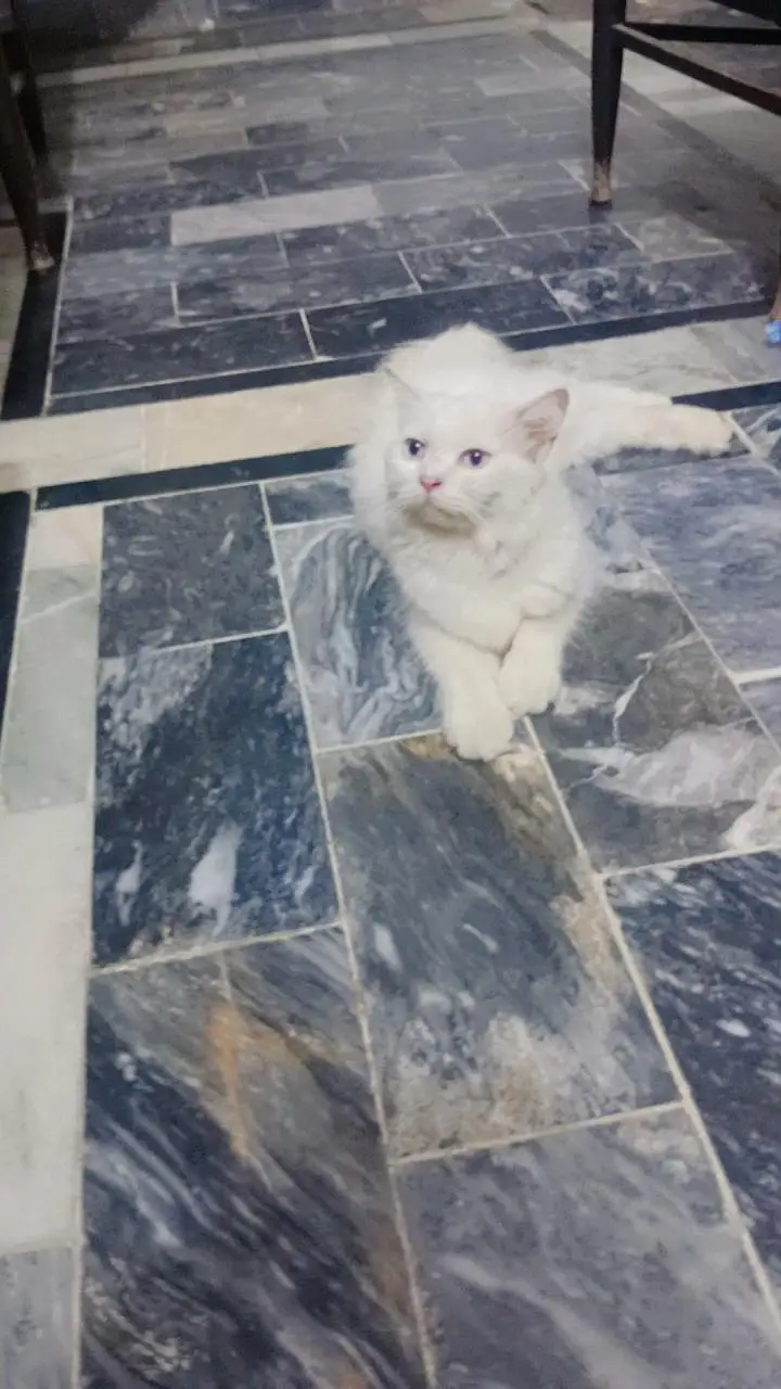 Persian breed adult pair — photo 5