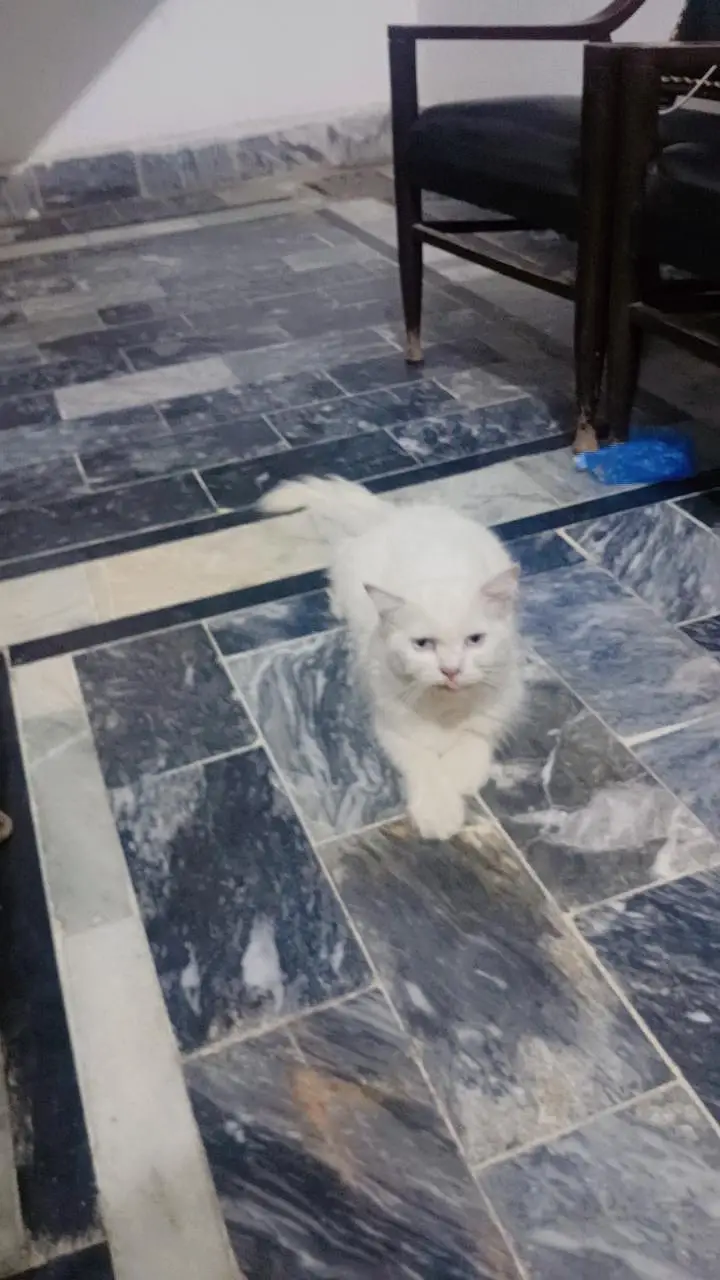 Persian breed adult pair — photo 6