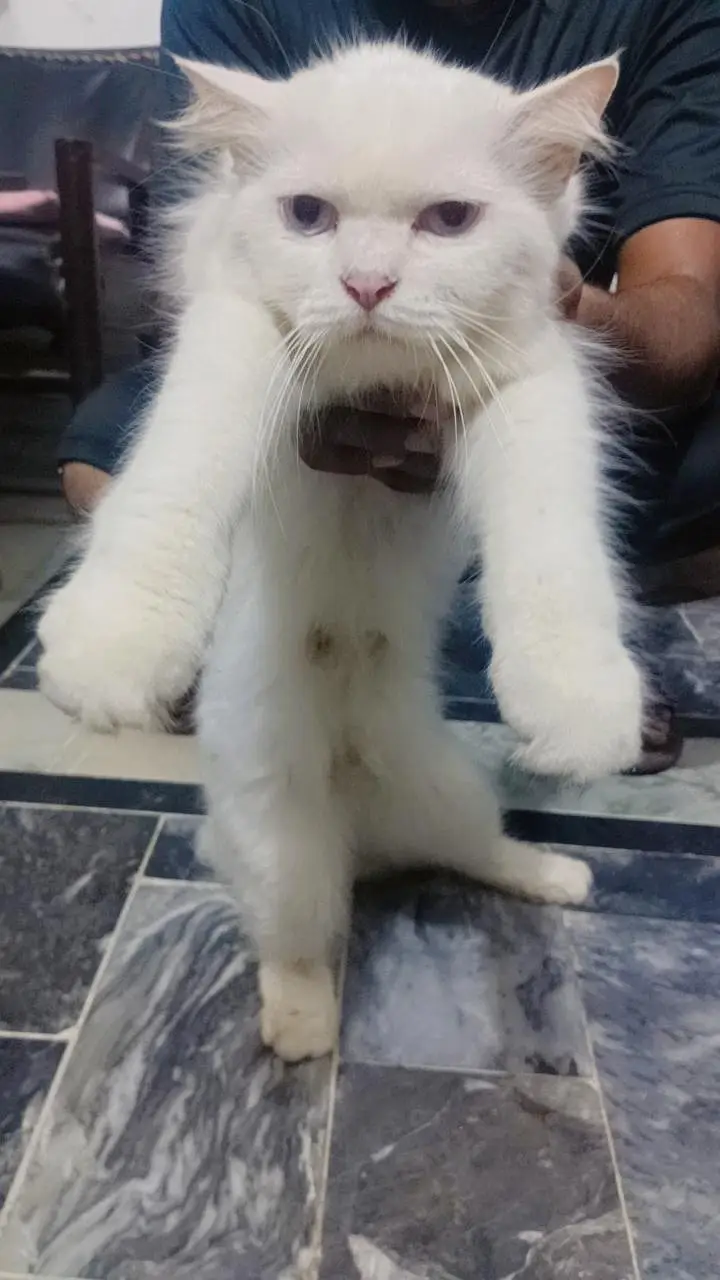Persian breed adult pair — photo 7